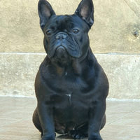 Bouledogue francese