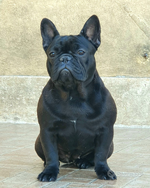 Bouledogue francese