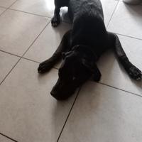 Cane in adozione
