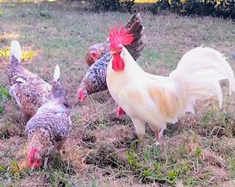 Gallina ornamentale fiftyfive