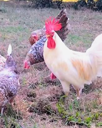 Gallina ornamentale fiftyfive