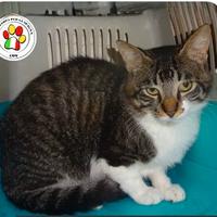 Maschio - 1 anno circa