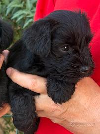 Schnauzer cuccioli nani nero
