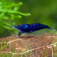 Neocaridine Blu Dream sceltissime