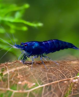 Neocaridine Blu Dream sceltissime