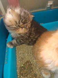 Gatto persiano 2 mesi femmina
