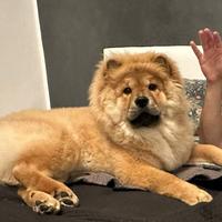 Chow Chow per accoppiamento