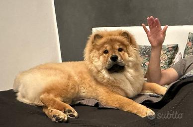 Chow Chow per accoppiamento