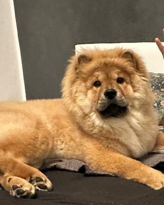 Chow Chow per accoppiamento