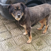 Cagnolina taglia media