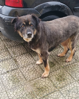 Cagnolina taglia media