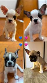 Bulldog Francesi