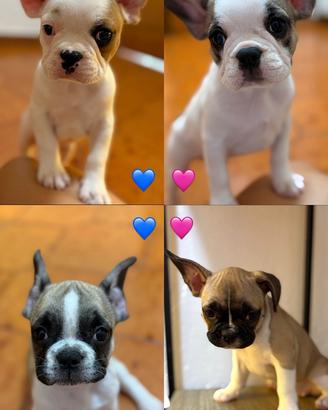 Bulldog Francesi