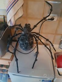 ragno gigante Halloween 