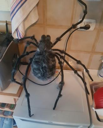 ragno gigante Halloween 