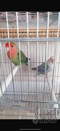 Coppia inseparabile