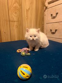 Ragdoll ultima cucciola femmina con pedigree