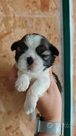 Cuccioli di Shih Tzu