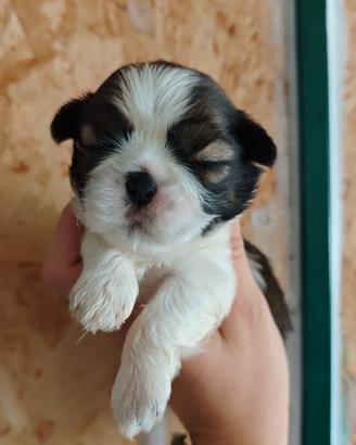 Cuccioli di Shih Tzu