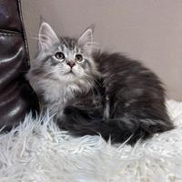 Cucciole Maine coon