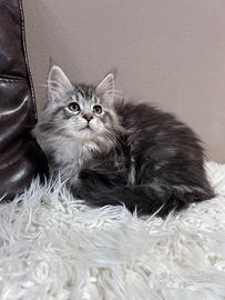 Cucciole Maine coon