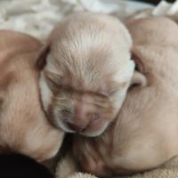 Vendita Labrador con pedigree