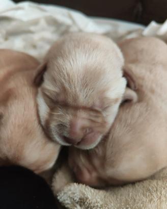 Vendita Labrador con pedigree