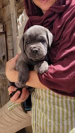 Cane corso cuccioli disponibili