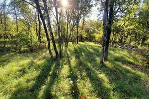 Terreno Agricolo Sgonico [Rif. 560VCG]
