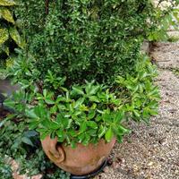  2 anfore con evonimus a crescita lenta