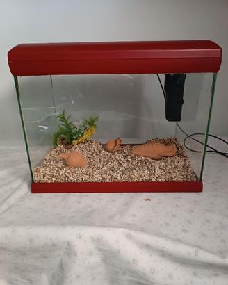 Acquario