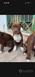 Pitt bull terrier