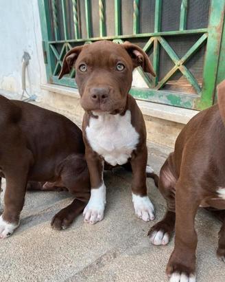 Pitt bull terrier