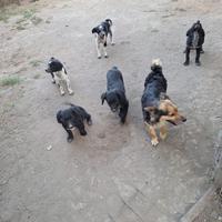 Disponibili cagnolini