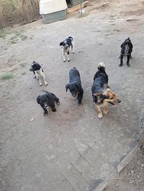Disponibili cagnolini