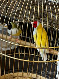 Diamanti di Gould coppia