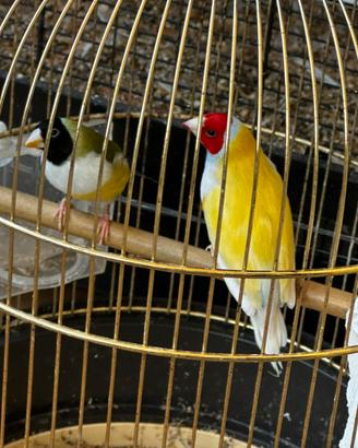 Diamanti di Gould coppia