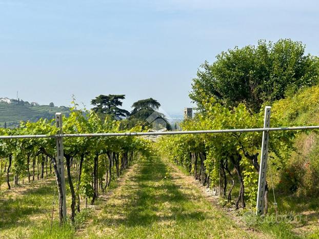 TER. AGRICOLO A NEGRAR DI VALPOLICELLA