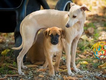 Cuccioli maschi 2 mesi