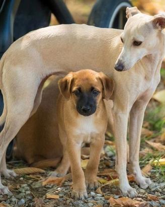 Cuccioli maschi 2 mesi