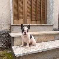 Cucciolo di bulldog francese