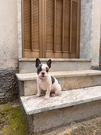 Cucciolo di bulldog francese
