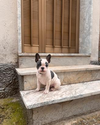 Cucciolo di bulldog francese