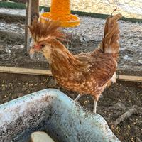 Gallo padovana