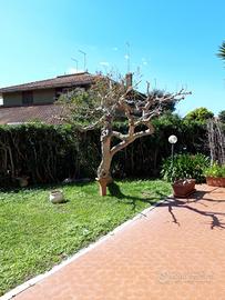 Villa Indipendente
