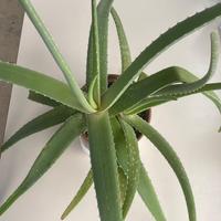 Aloe vera in vaso