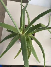Aloe vera in vaso