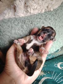 Cuccioli Chihuahua