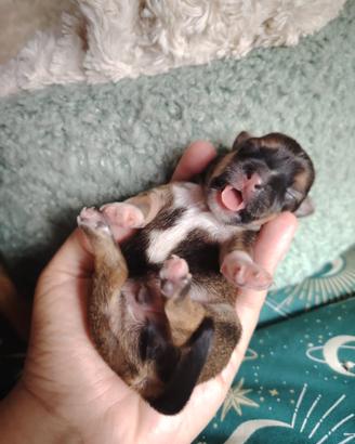 Cuccioli Chihuahua
