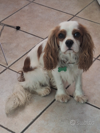 Cavalier king maschio per monta